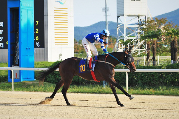 부산경남경마공원, 5일 제13회 브리더스컵 최우수 2세마 누구?