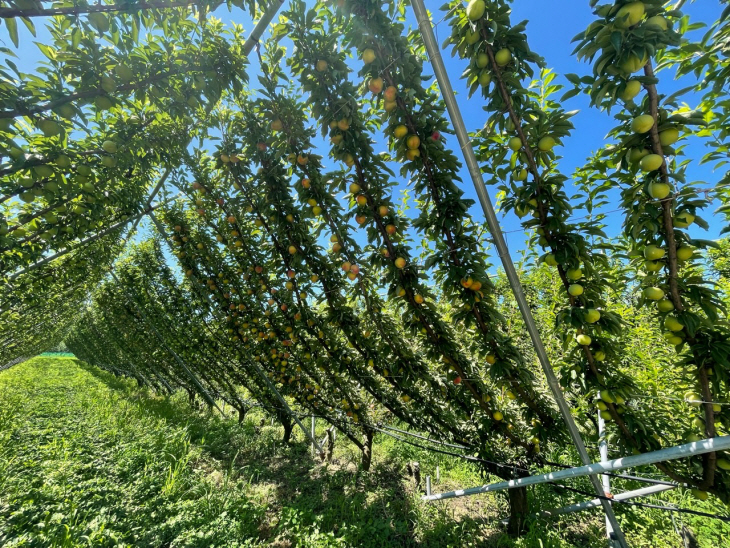 청송자두 Y자형