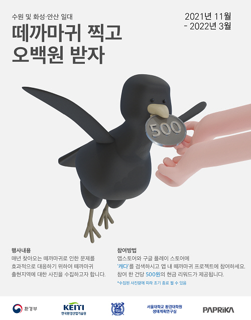 수원에서 떼까마귀 촬영하고 500원 받자!