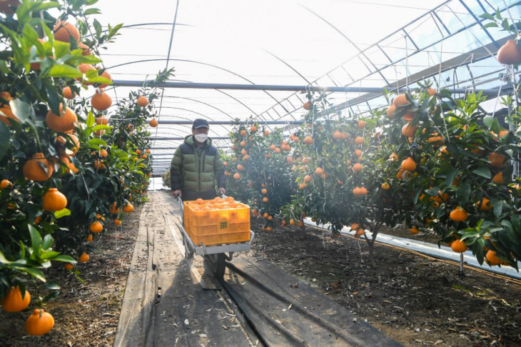 영주시, Smart하게 키우는 영주 ‘한라봉’