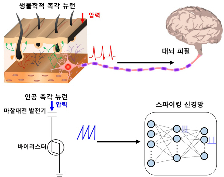 인간의 촉각 뉴런을 모방한 뉴로모픽 모듈의 개념도