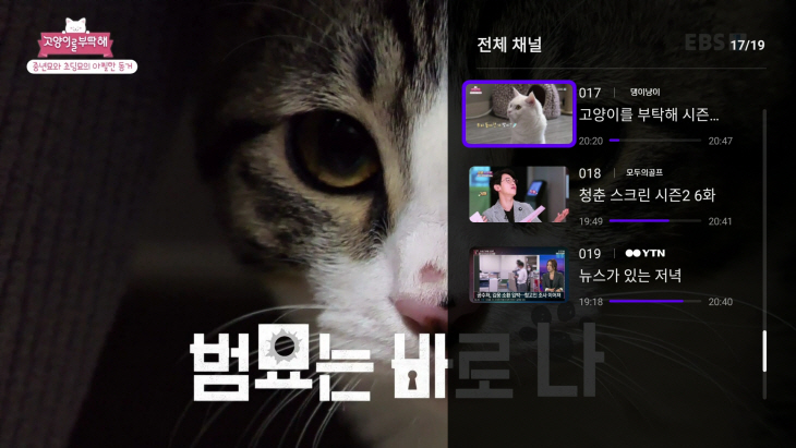 플레이제트 채널Z 중 '댕이냥이' 화면