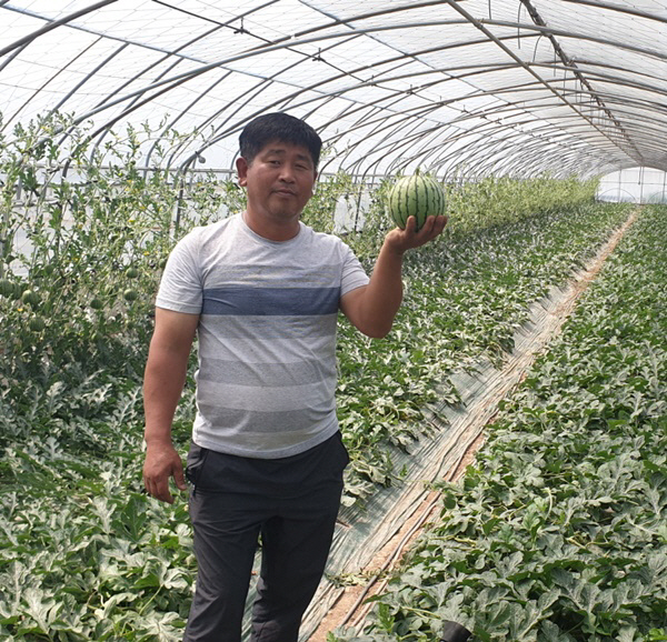 1. 임희윤 농가 애플수박 재배 장면 (1)