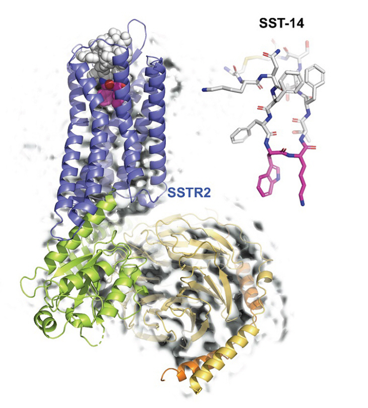 초저온 전자현미경 구조