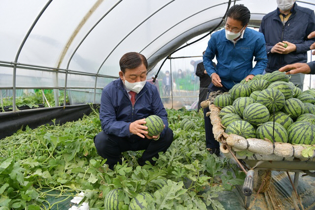 애플수박 첫 출하현장5