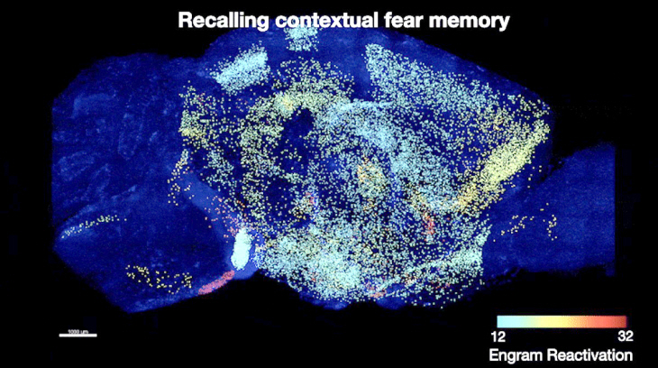 공포 기억저장 세포의 뇌 지도