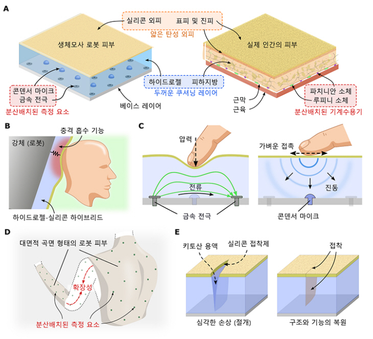 2생체모사 다층구조 개념도와 특징
