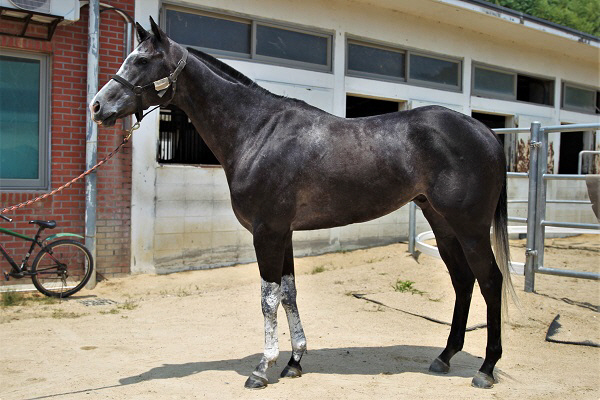 부산경남경마공원, 26일 부산광역시장배 ‘강자 대거출전’