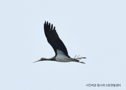 먹황새 사진. 제공=람사르고창갯벌센터