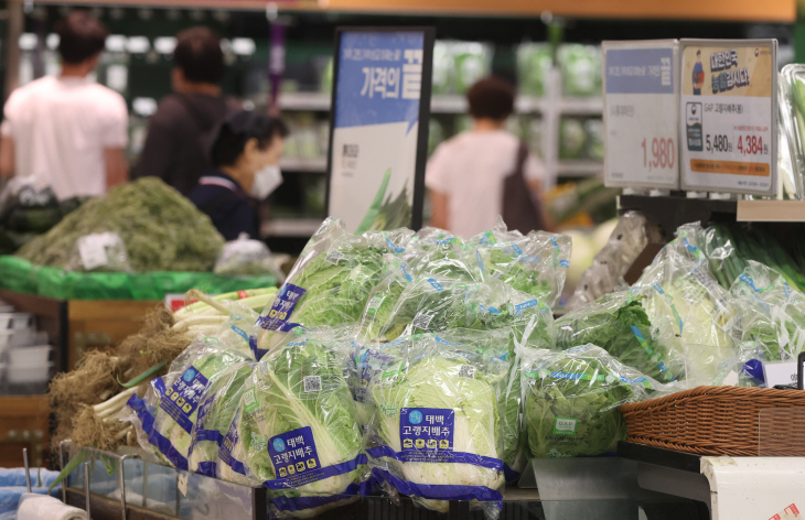 배추_원가부담_속앓이