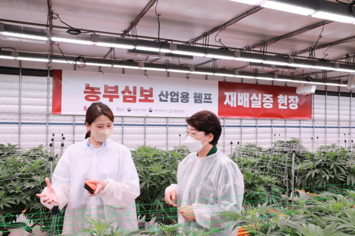 이달희 부지사 산업용_헴프 재배실증 현장 방문