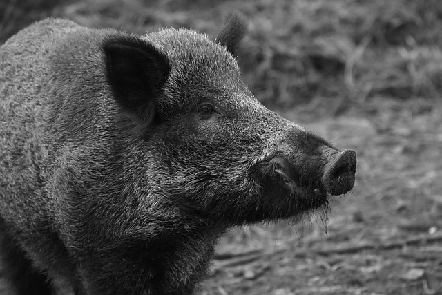 wild-boar-1797731_640