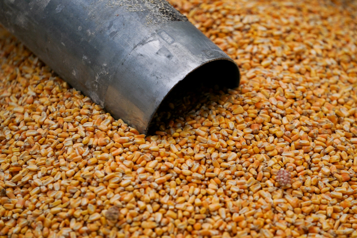 USA-CORN/BRAUN