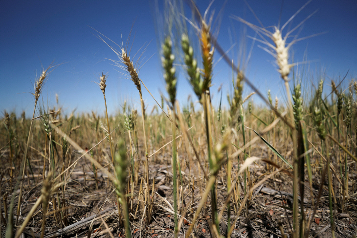 GLOBAL-GRAINS <YONHAP NO-3380> (REUTERS)