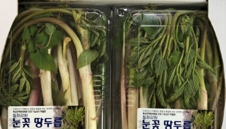 눈꽃땅두릅_1