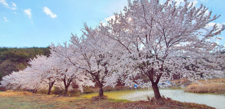 청송 양수발전소 벚꽃
