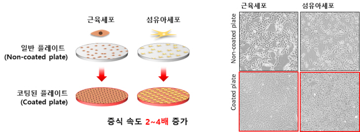 의성군 고속 배양 기술