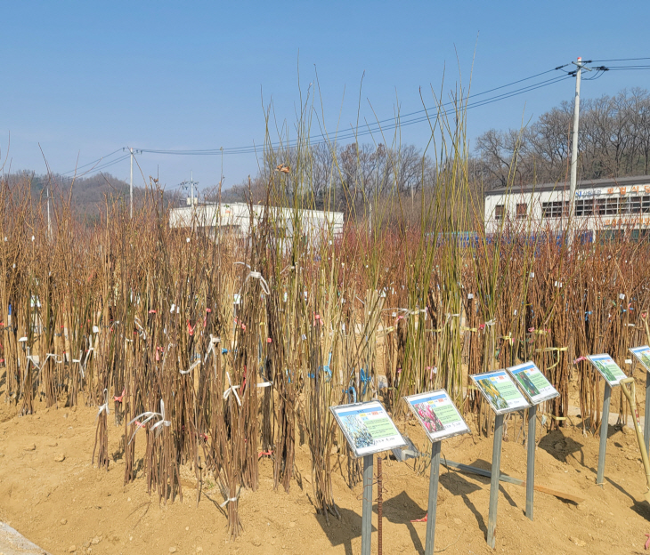 원주시산림조합 나무시장 3