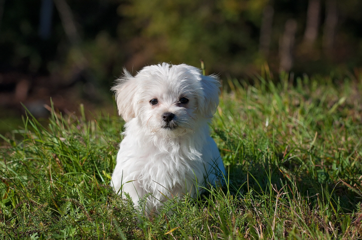 maltese-1123016_1920