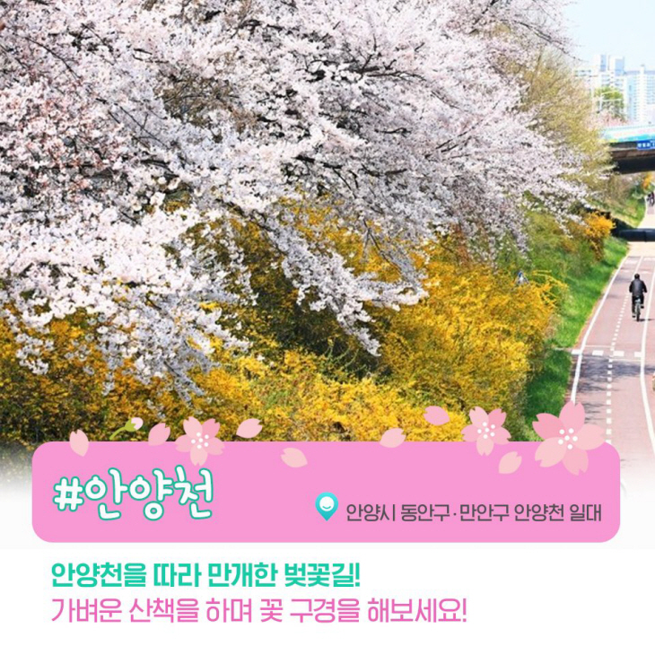 안양시 벚꽃명소