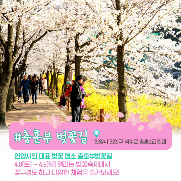 안양시 벚꽃명소
