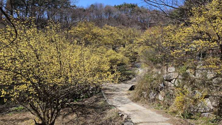 띠띠미 마을 산수유