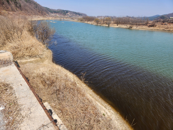 영주댐 유사조절지의 갈조류