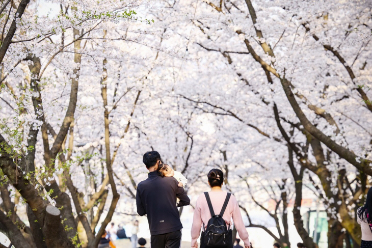 의왕시청 벚꽃