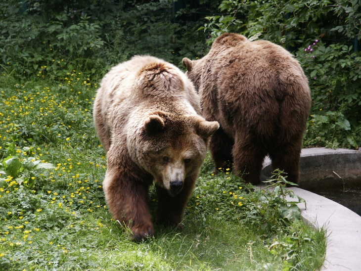 bear-837457_1920