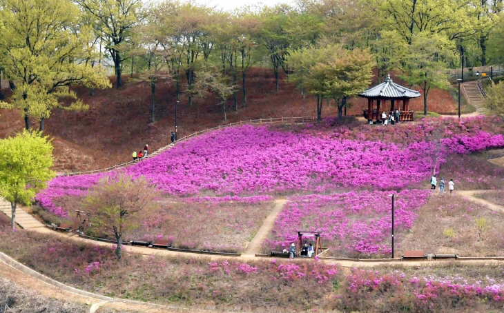 K-시흥시 오난산 철쭉
