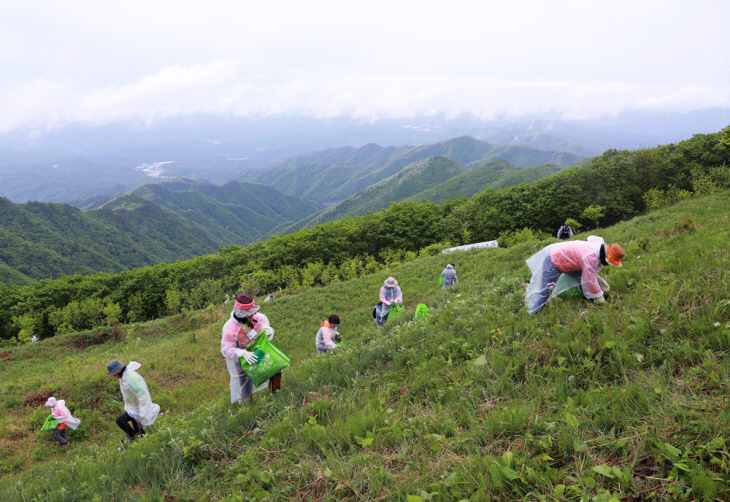 산나물축제 산나물채취 체험
