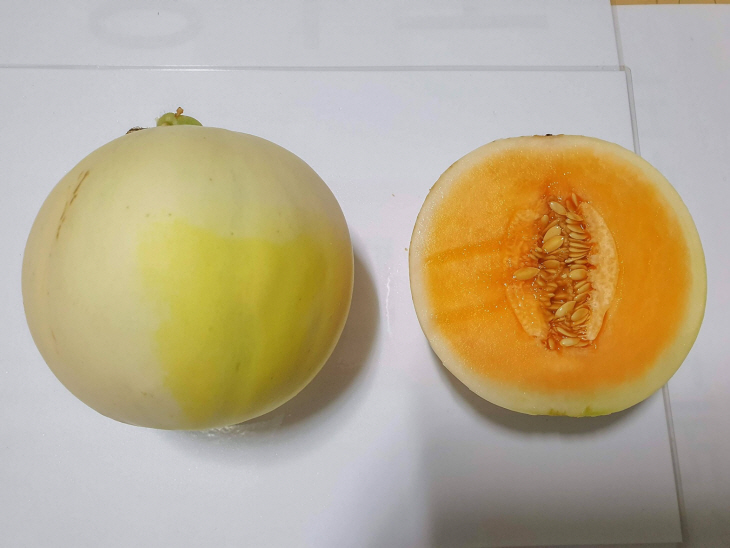 양주시농업기술센터 애플멜론 수경재배 현장