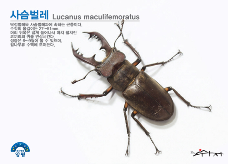 양평쉬자파크 생태사진전 리플릿