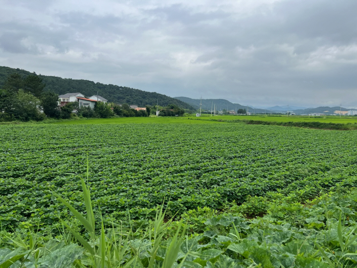 경주천북 논콩