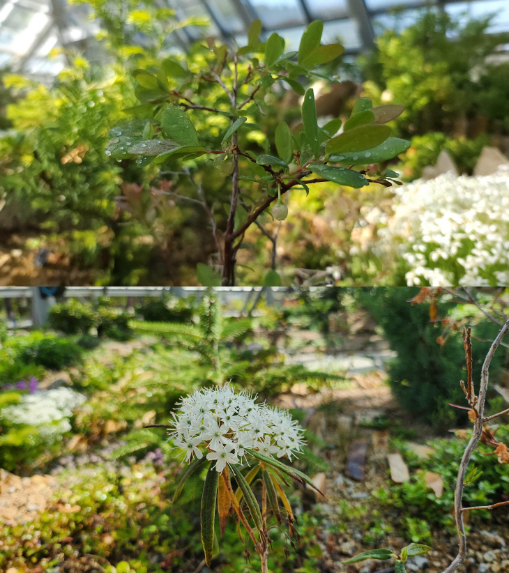 들쭉나무(사진위), 백산차(사진 아래)