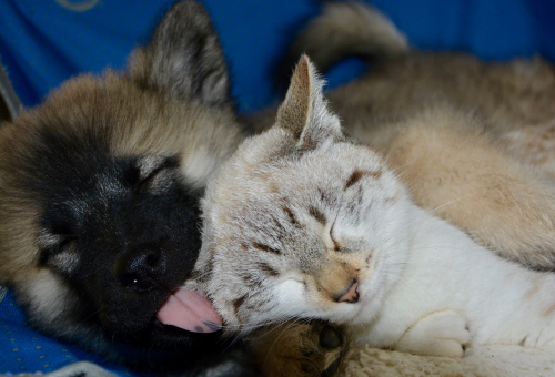 dog-cat-2990632_1920