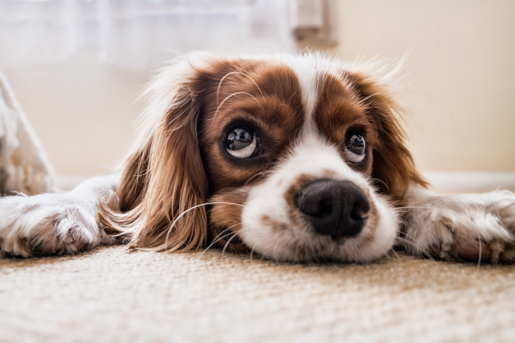 puppy-2785074_1920