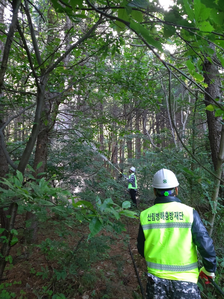 과천시 소나무재선충병 긴급방제 현장
