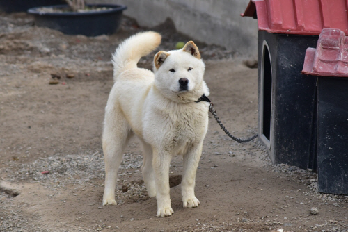 jindo-dog-5103470_1280