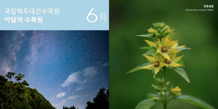 수련정원 야경과 참좁쌀풀
