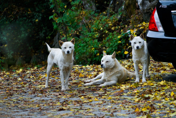 dog-7575010_1280