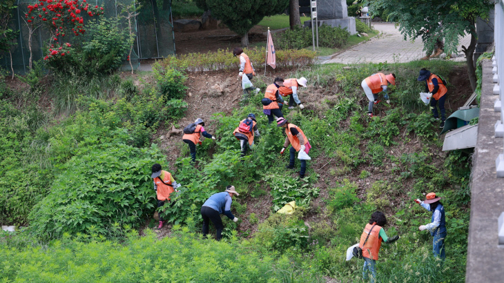 과천시민 생태계 교란식물 제거 봉사활동