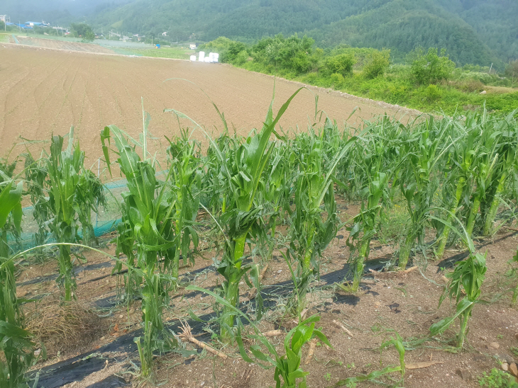 우박 피해 장면