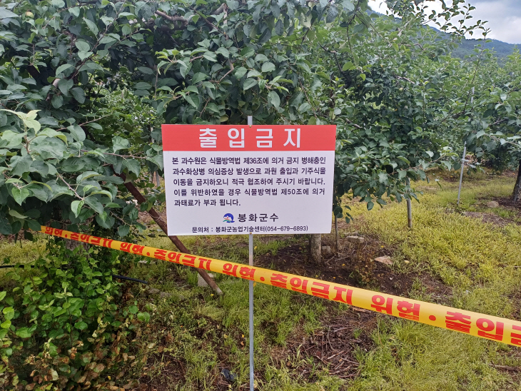 봉화 화상병 발생 과원 출입금지