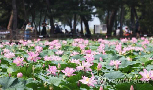 경기도 1호 지방정원인 양평 세미원의 연꽃