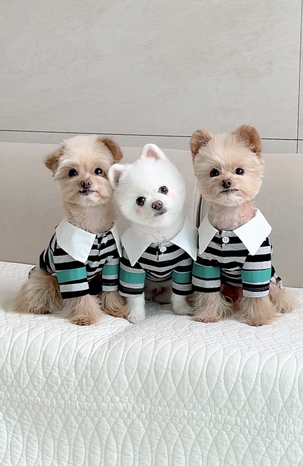사진2. 에어서울 펫티셔츠