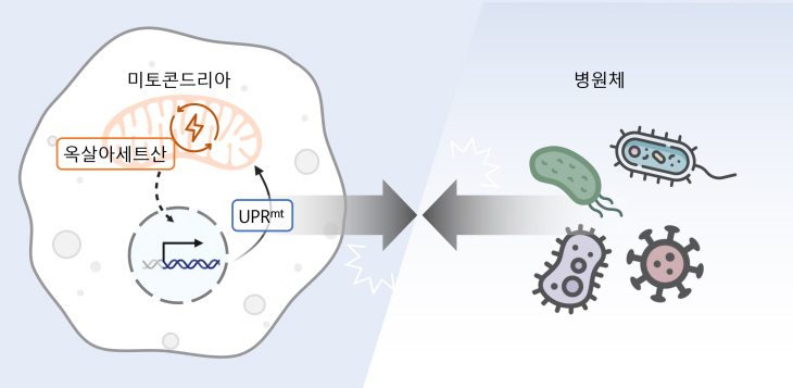 그림 1. 연구 모식도