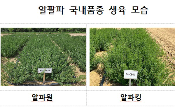 알팔파 국내품종