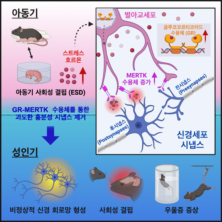 그림 2. 국제학술지 이뮤니티(IMMUNITU)에 게재된 연구 모식도