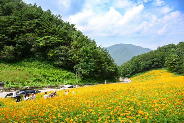 병방산군립공원 황금코스모스) (3)